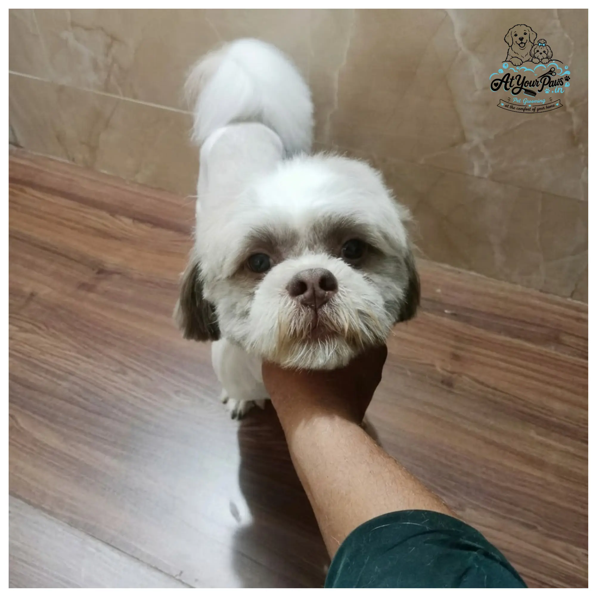At Your Paws Dog 3