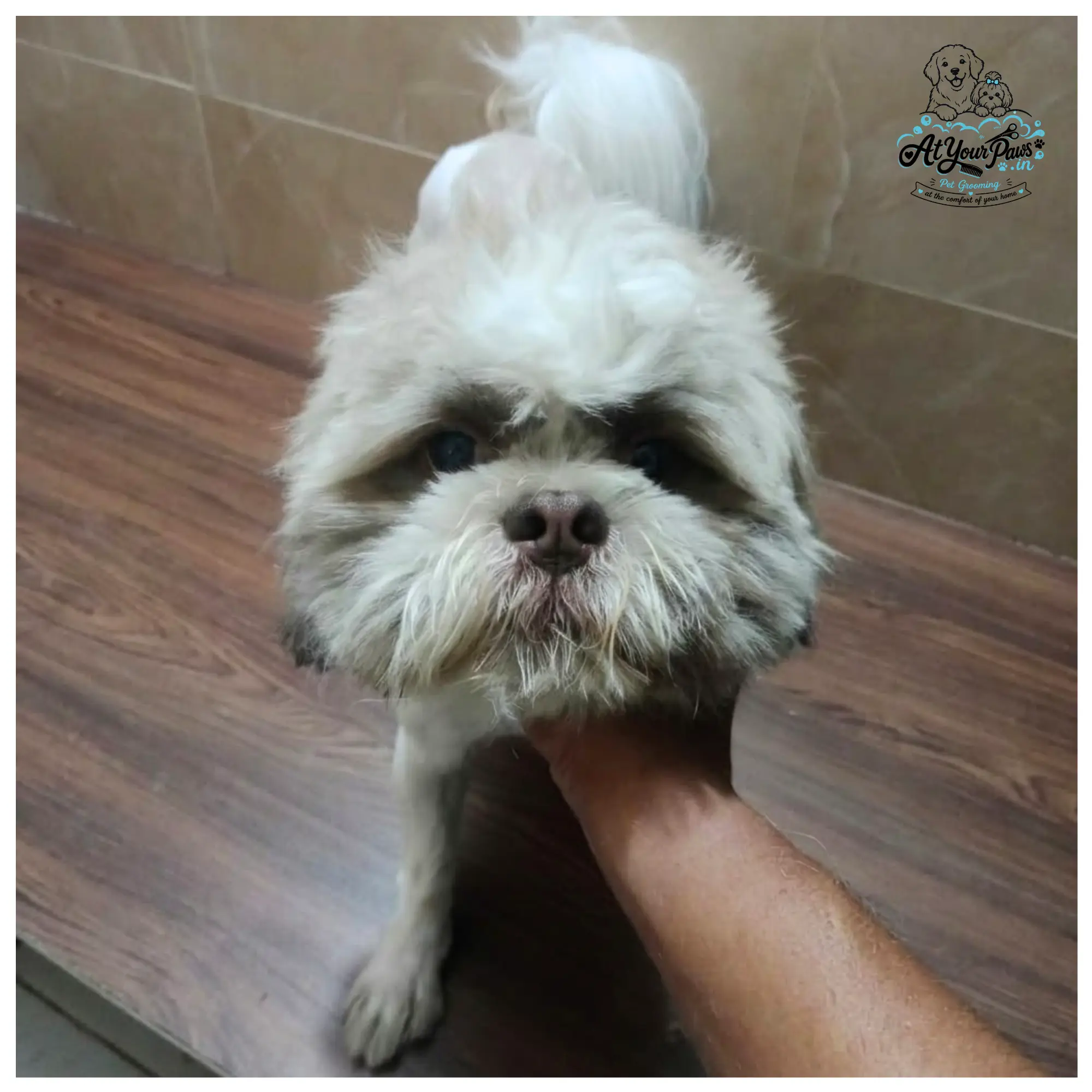 At Your Paws Dog 4