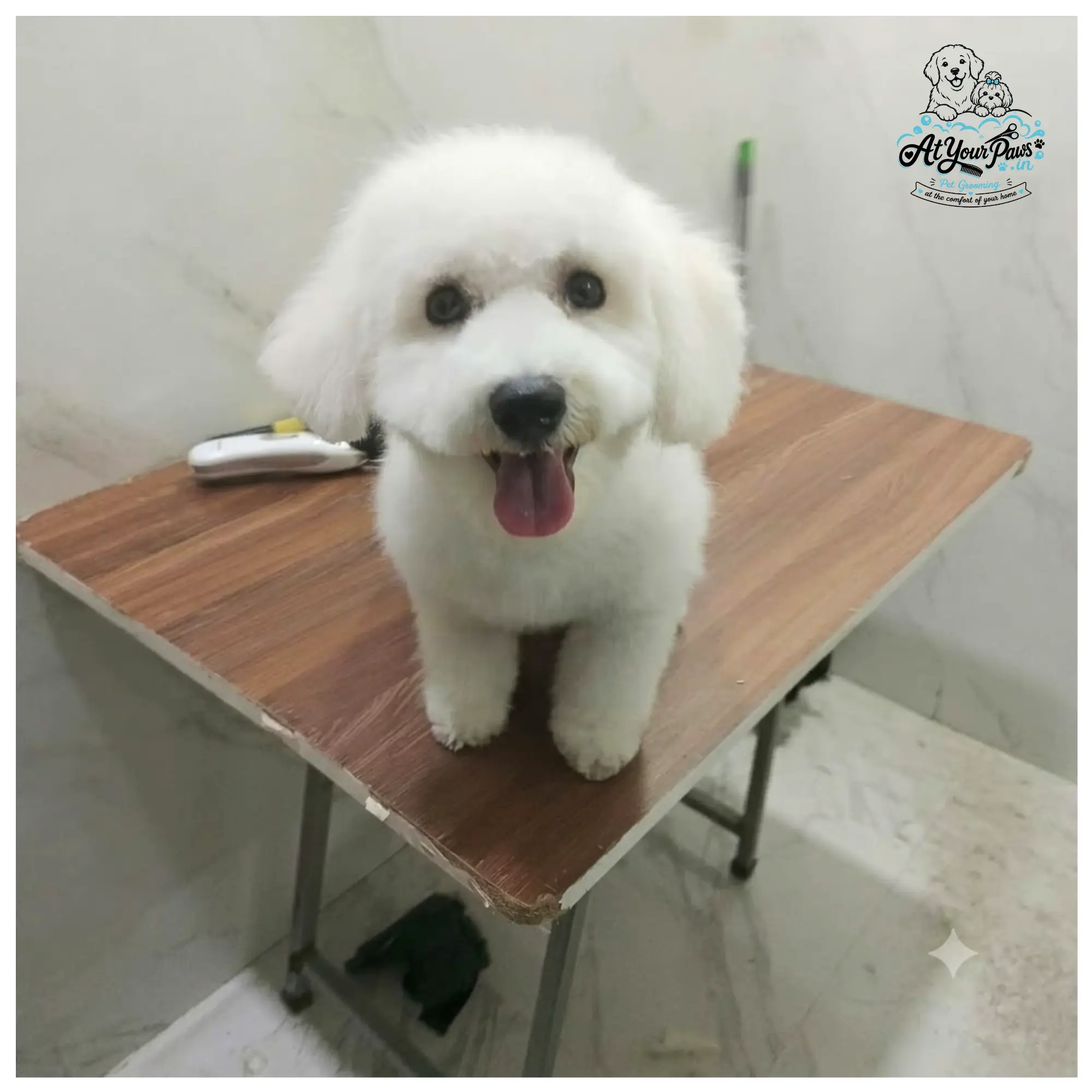 At Your Paws Dog 5