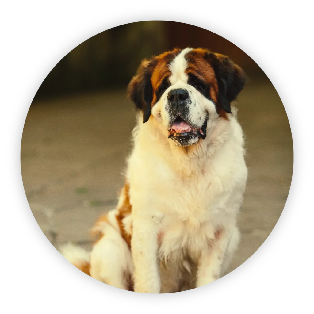 at your paws large dogs
