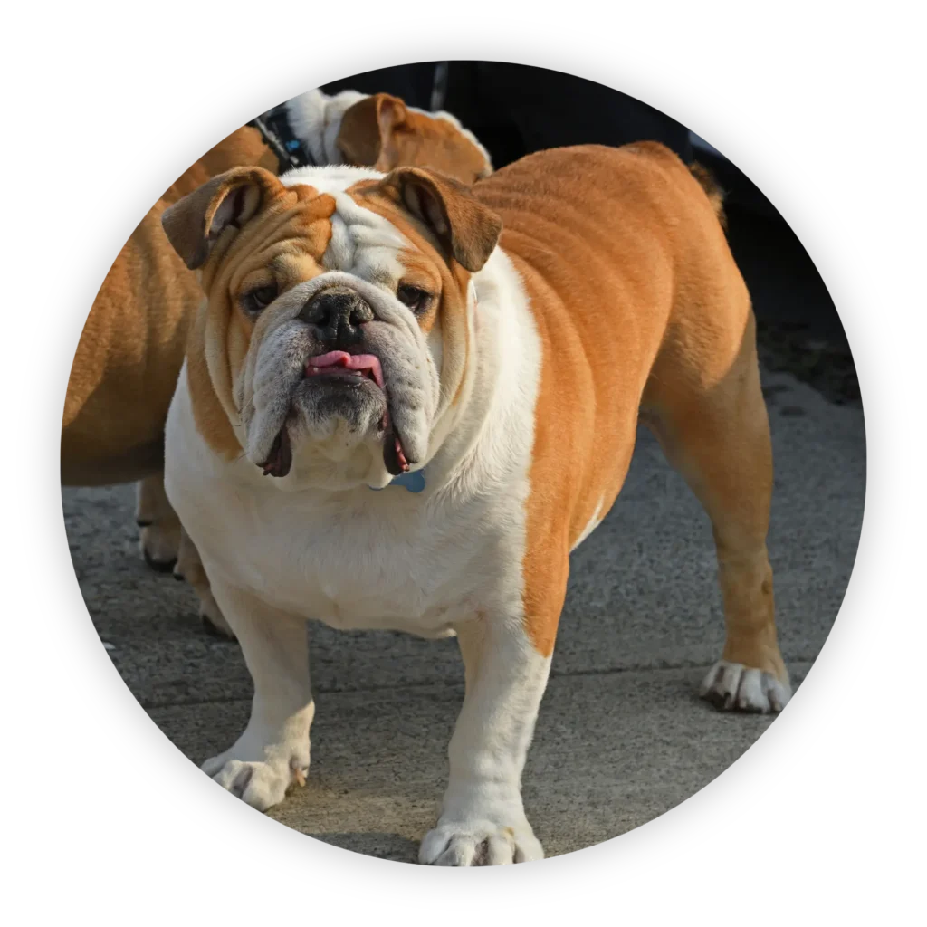 at your paws medium dogs